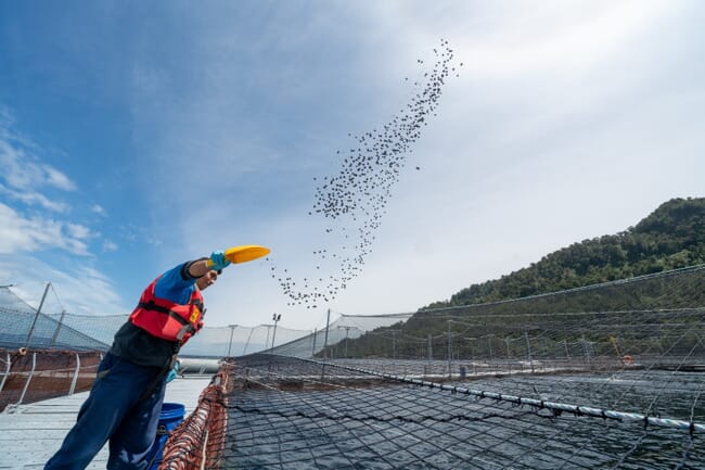 A fish farmer throwing feed.