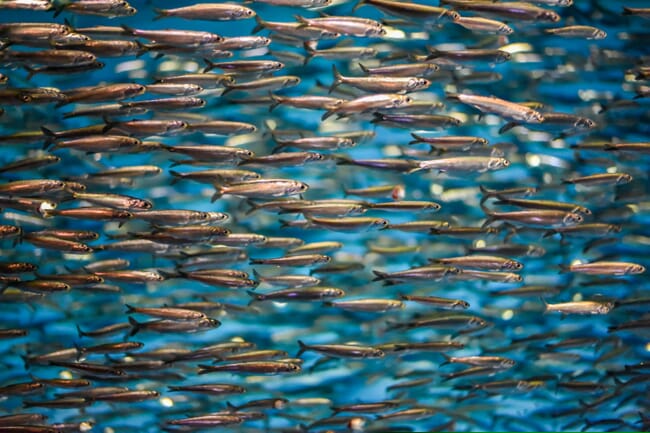 A shoal of small fish.