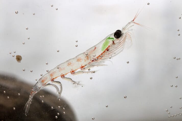 Aker are the world's largest catchers and processors of krill from the Southern Ocean