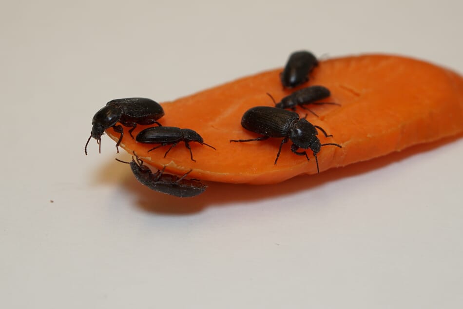 From small bugs to big bucks The Fish Site