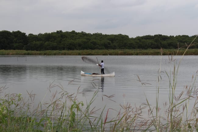 A shrimp farming throwing feed.