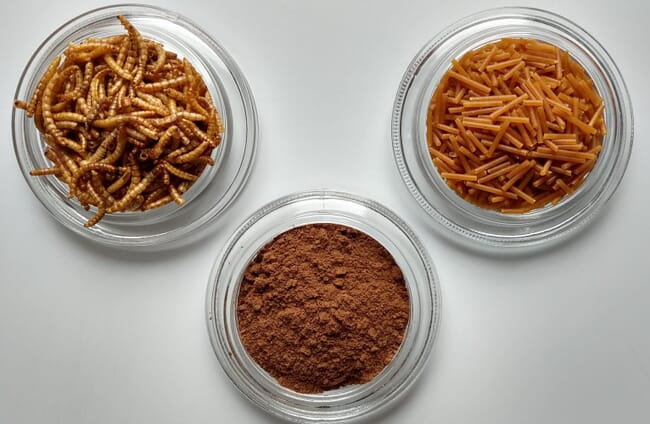 three Petri dishes are on a white surface. one holds meal worms, one holds a brown powder and the other brown tubes.