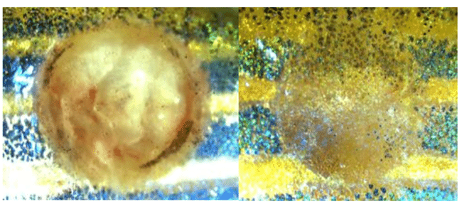 Two close ups of fish skin.