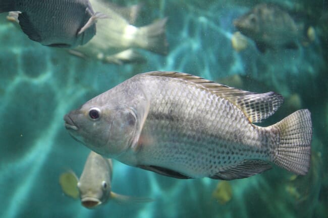 Nile tilapia swimming in clear water