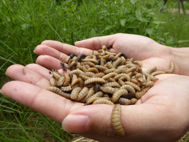 black soldier fly larvae