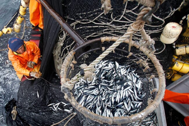 Centre is a net full of anchovies being lower onto a ship; fisherman, left, is guiding the catch down.