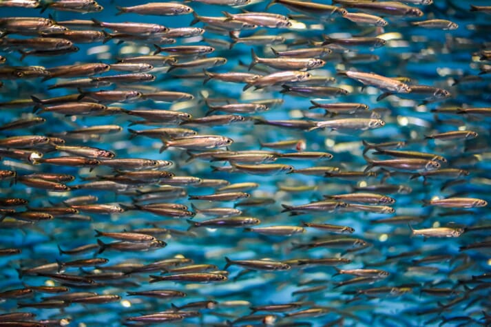 anchovies schooling underwater