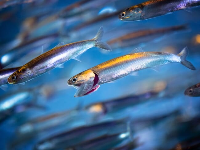 a shoal of anchovies under the water