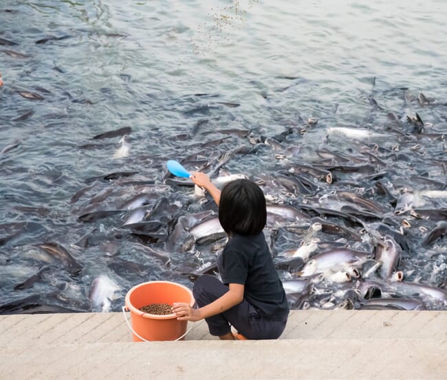 Child feeds fish.