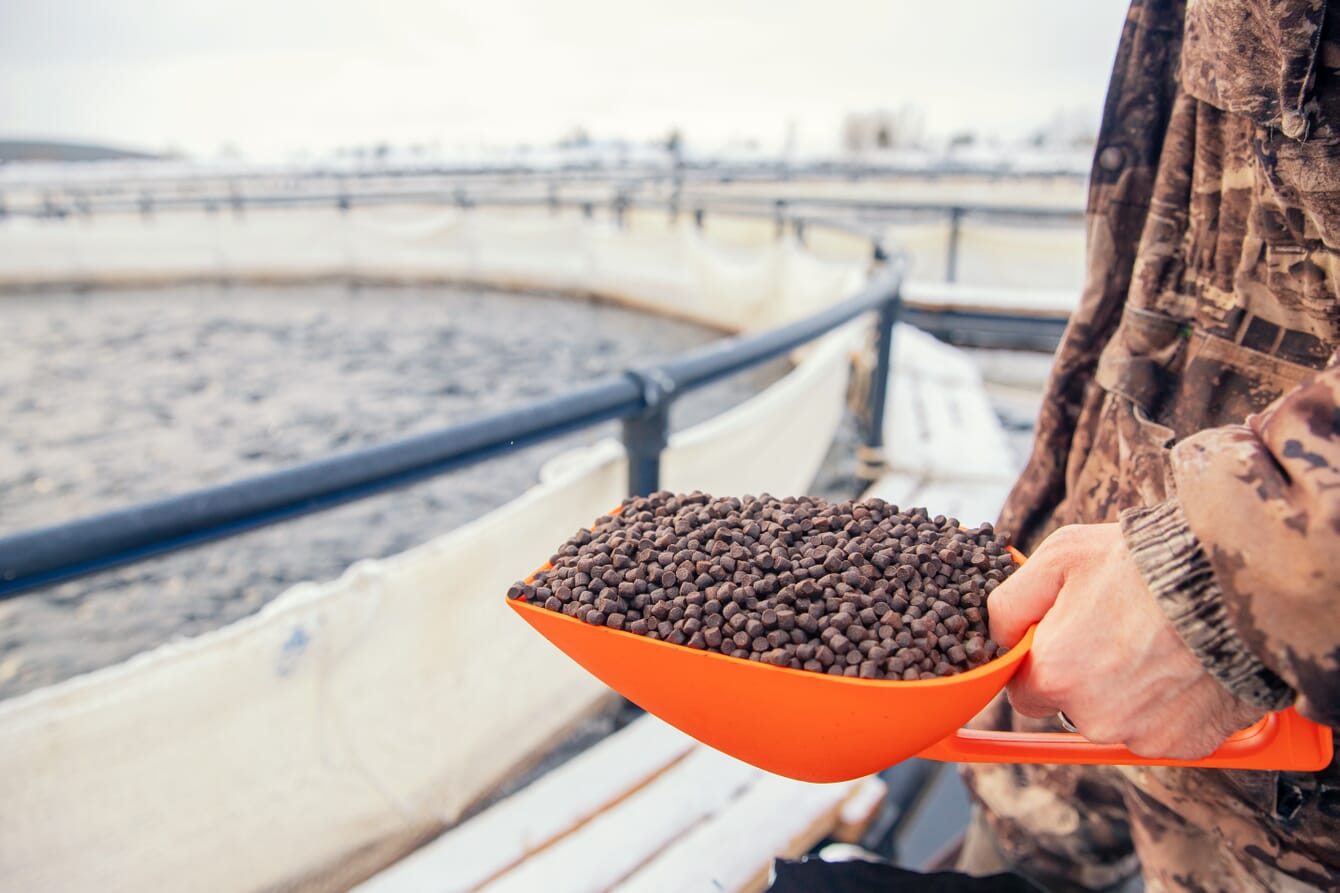 A person feeding fish on a farm.