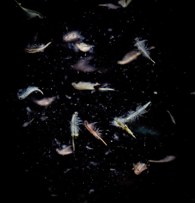 Primer plano de diminutas especies de camarones marinos sobre fondo negro