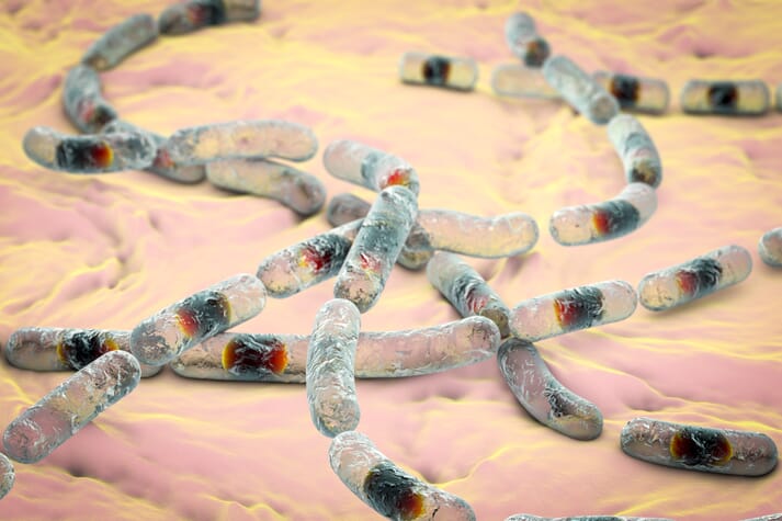 Illustration of Bacillus bacteria