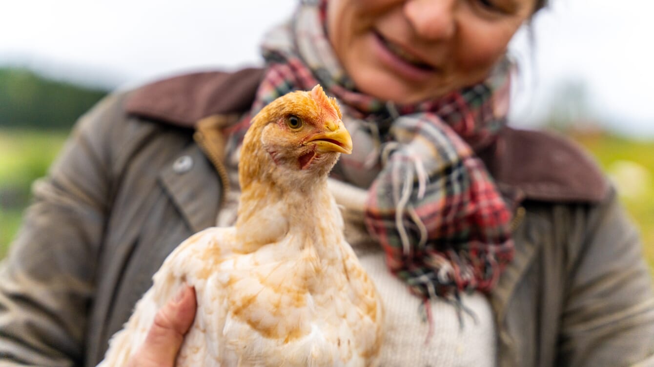 A closeup photo of a chicken on a Norwegian farm.