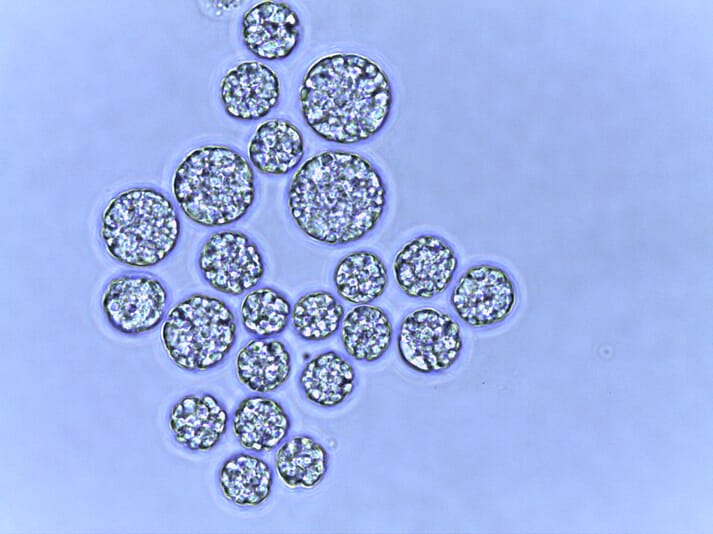 microscopic image of microalgae
