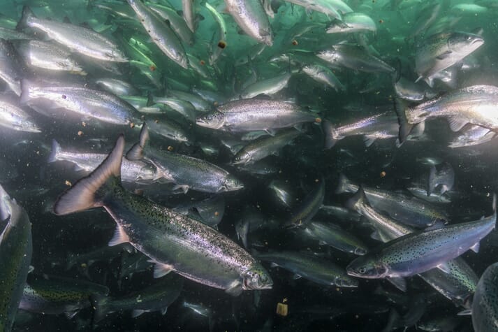 Veramaris is marketing its algal oils to the salmonid, shrimp and high value marine finfish sectors