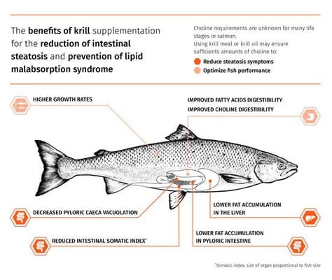 Krill shown to have functional effects in salmon feeds | The Fish Site