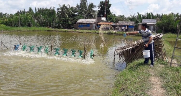 feeding fish in farm pond