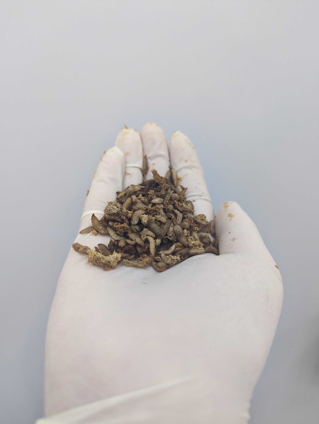 The insect firm that’s thinking inside the box | The Fish Site