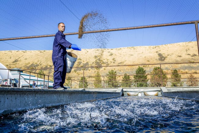 aquaculture technician broadcasting feed into a pond