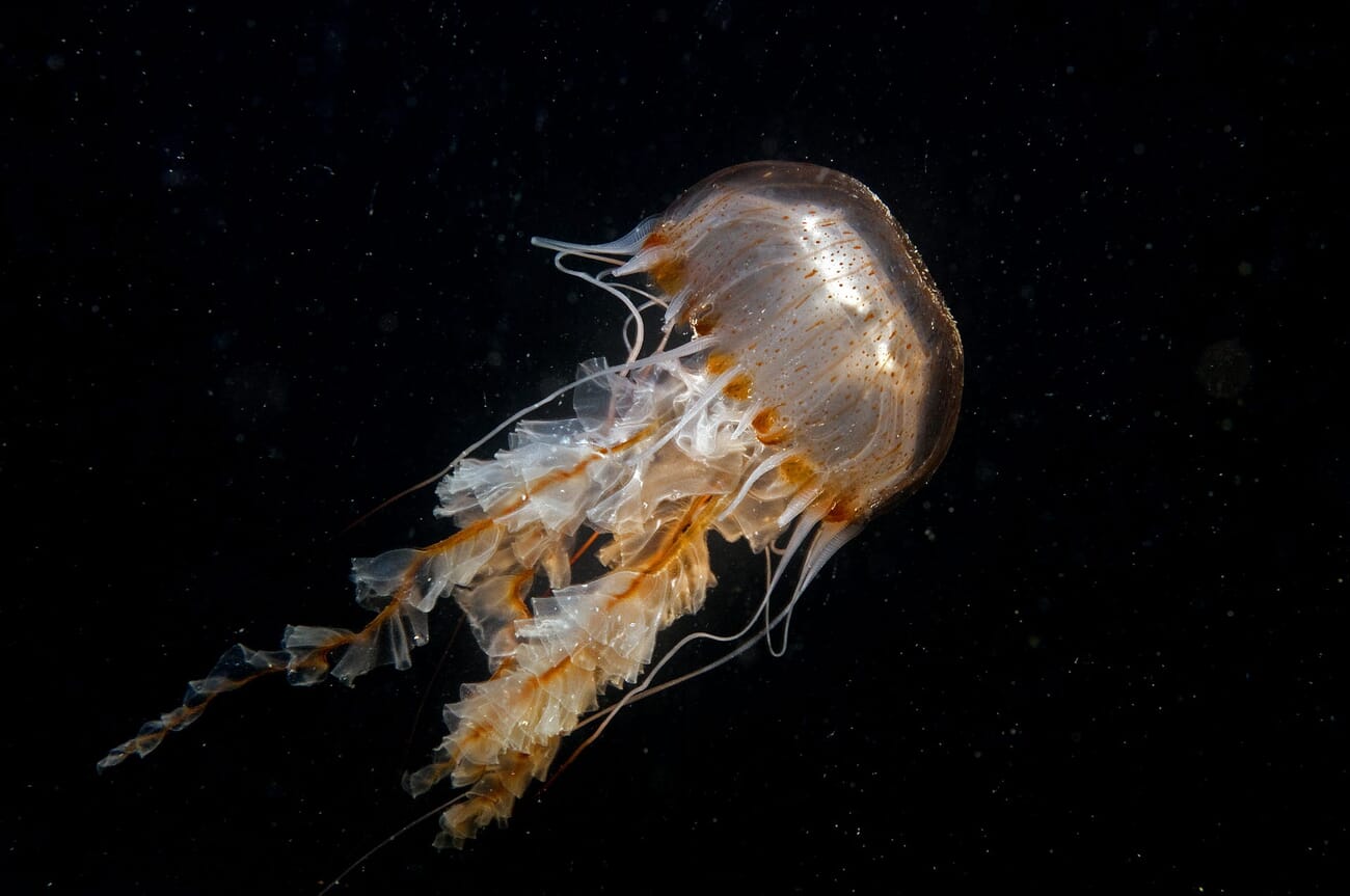 Jellyfish venom stops cancer cell growth in lab trial | The Fish Site