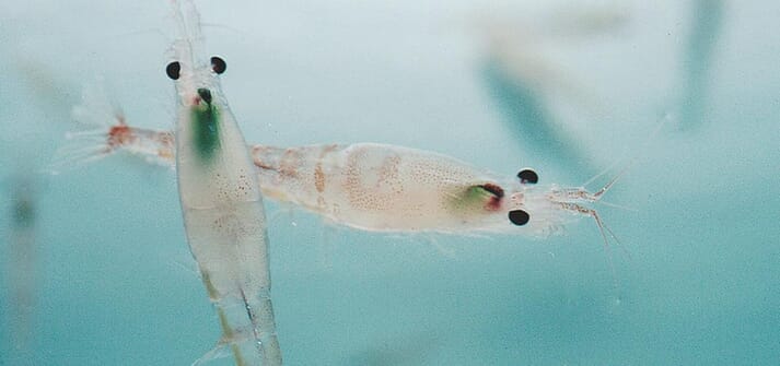 a closeup of two krill