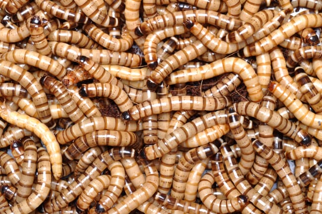 Close up de larvas de farinha