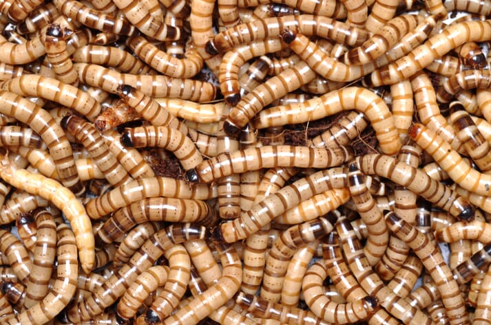 Ÿnsect produces mealworms for uses including aquafeeds