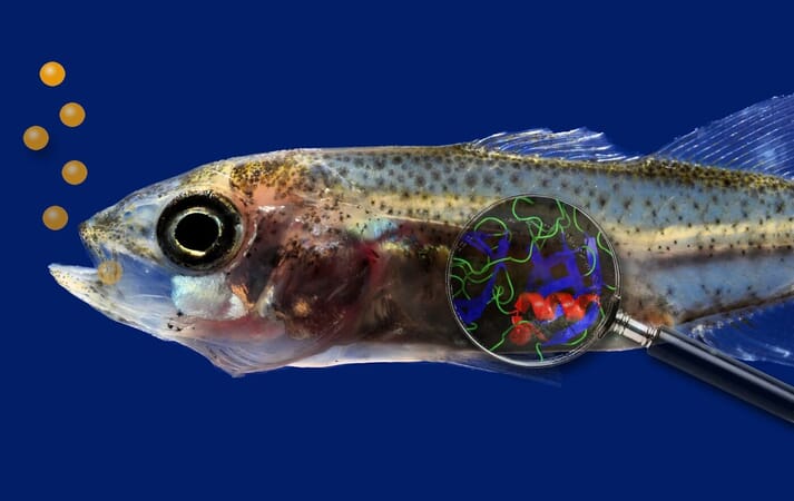 Molofeed has developed live feed replacements suitable for larval marine finfish such as sea bass (pictured) and shrimp