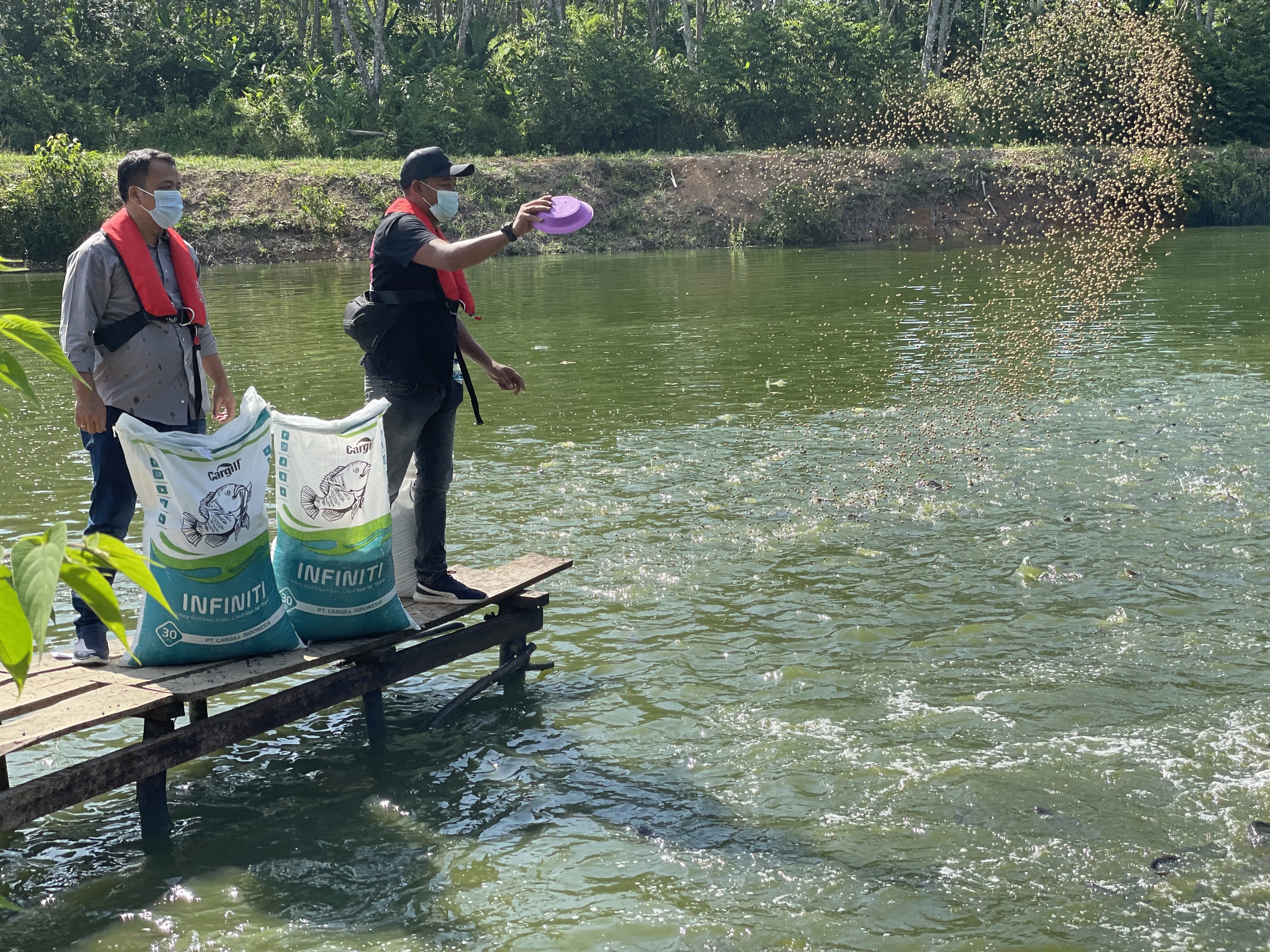 feeds for fish in a pond