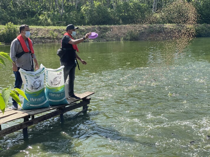 Two people standing on a dock throwing aquafeed into a fish pond