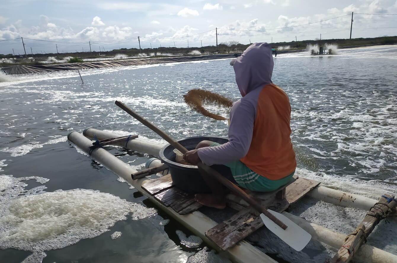 person throwing feed into a shrimp pond