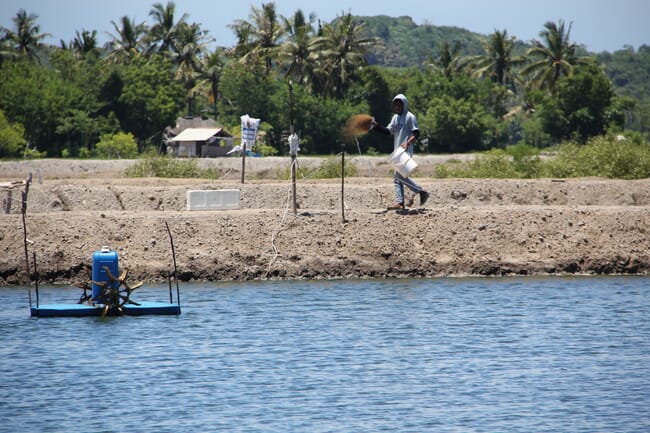 person throwing fish feed into a pond