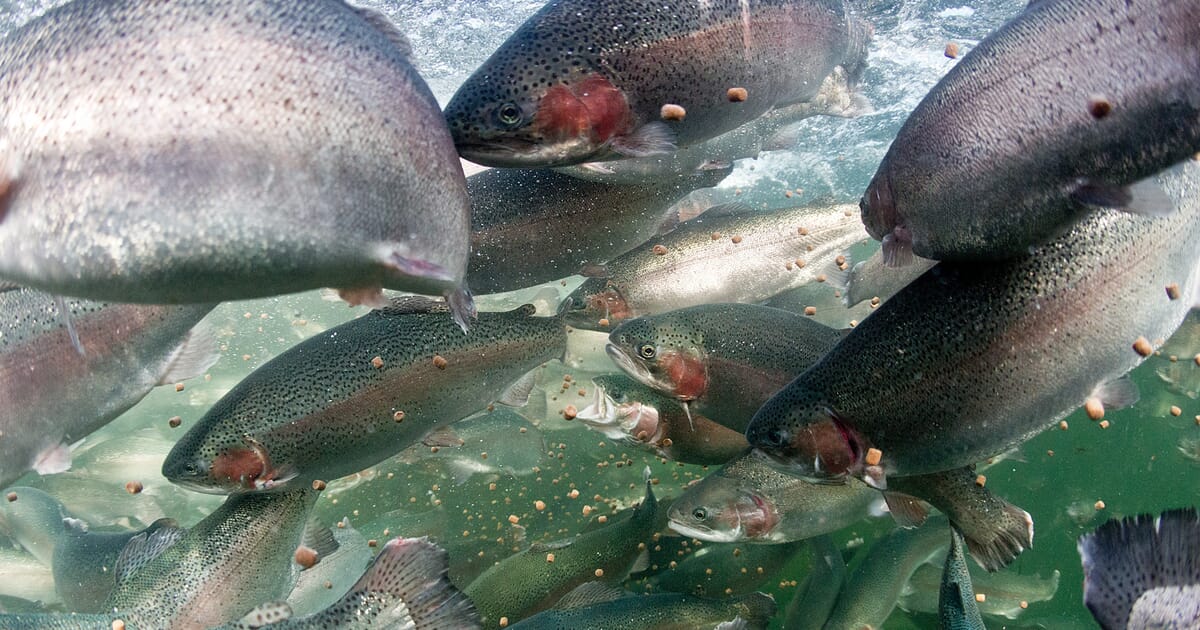 Alltech partners with Finnish RAS innovator on gigafactory project ...