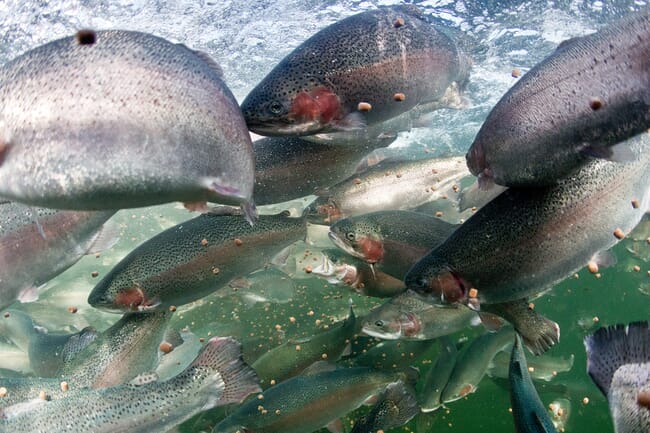 salmon swimming in a RAS with feed pellets in the water