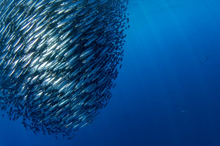 sardines in a bait ball under water
