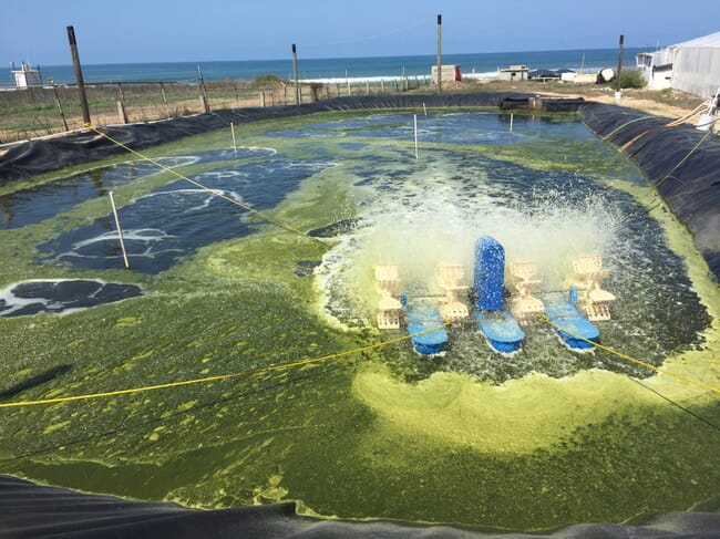 Shrimp pond with algae on top