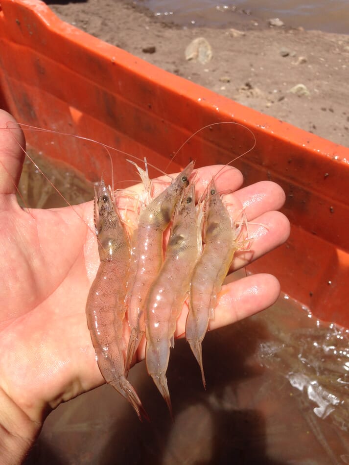 person holding shrimp in their hand