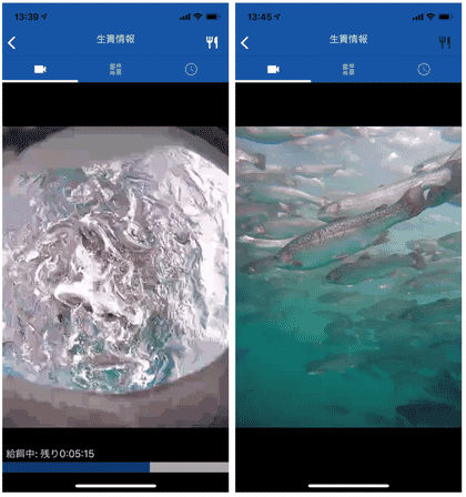 AI screens showing fish feeding