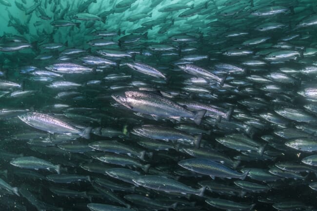 salmon swimming under water