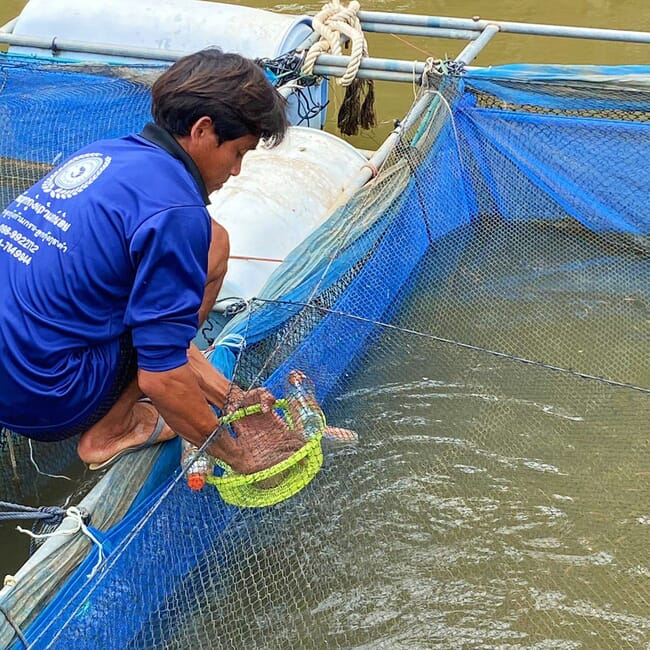 Fish farmer feeding fish