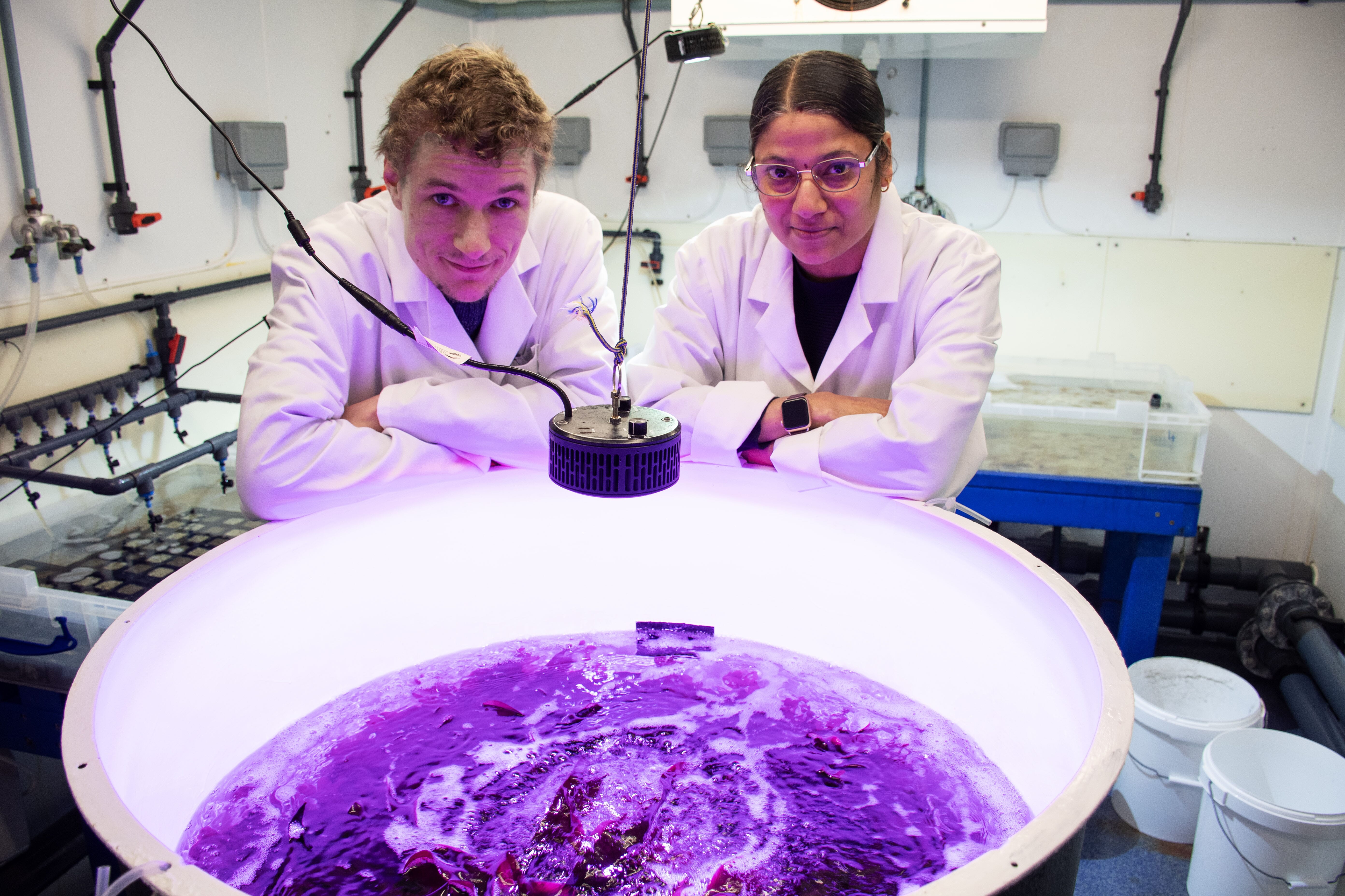 SAMS scientists hail "phenomenal" red seaweed breakthrough