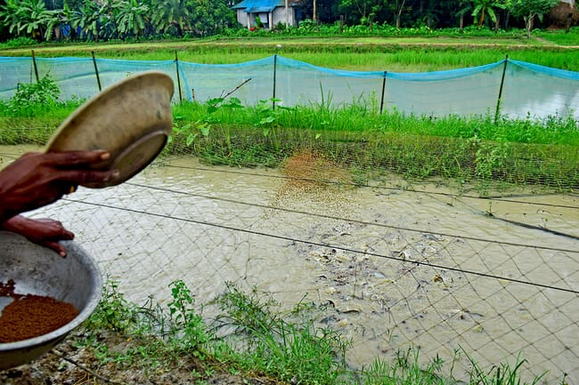 Throwing feed into a pond.