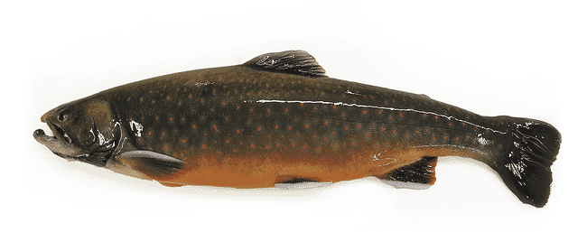 an Arctic char