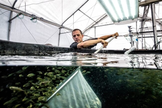 man catching fish with a net