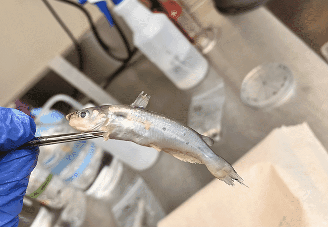 Um peixe pequeno sendo examinado em um laboratório.