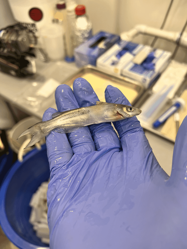Un pequeño pez examinado en un laboratorio.