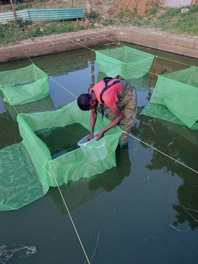 A man standing in a pond.