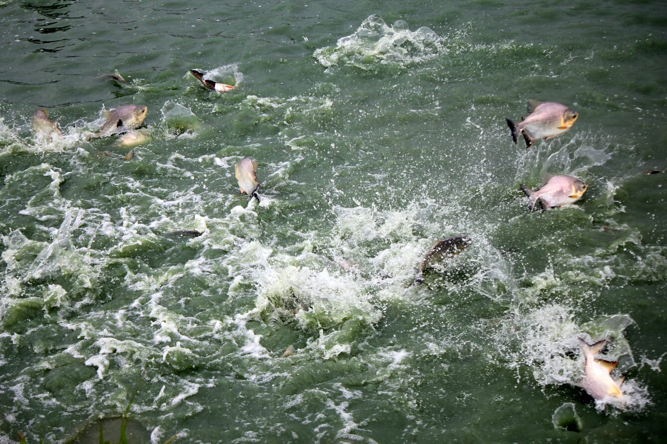 fish jumping out of a pond