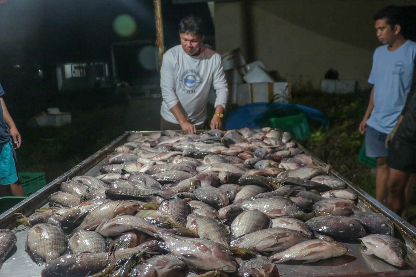 A group of fished tilapia and giant freshwater prawns being sorted after the end of an aquaculture trial.