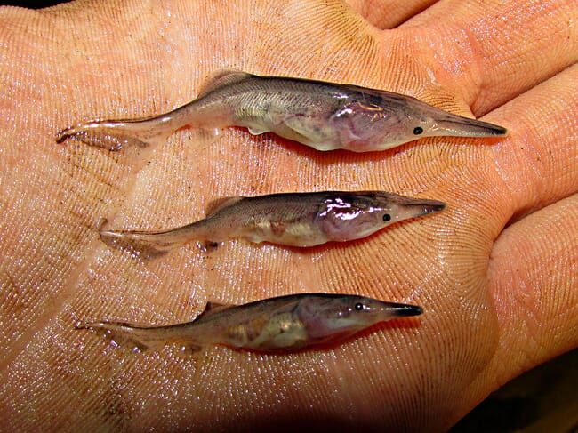 Three young fish in a person's hand